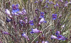 Penstemon incertus