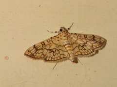 Haritalodes derogata