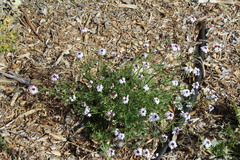 Glandularia lilacina