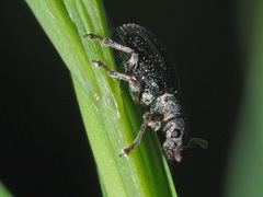 Phyllobius viridicollis