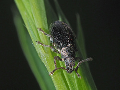 Phyllobius viridicollis
