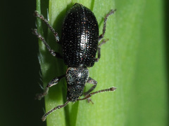 Phyllobius viridicollis