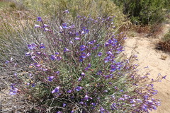 Penstemon incertus
