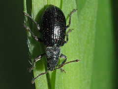 Phyllobius viridicollis