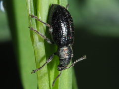 Phyllobius viridicollis
