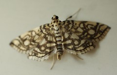 Lygropia rivulalis