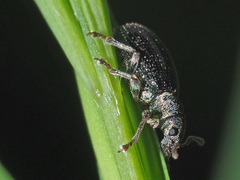 Phyllobius viridicollis