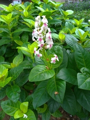 Pseuderanthemum maculatum