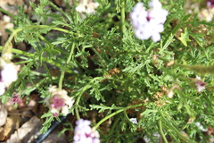 Glandularia lilacina