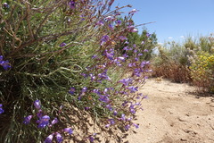 Penstemon incertus