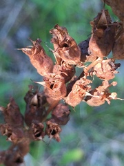 Heuchera richardsonii