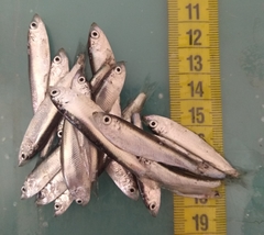 Clupeonella cultriventris