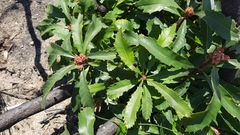 Banksia paludosa