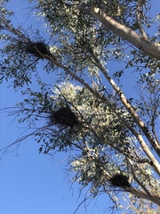 Barnardius zonarius zonarius