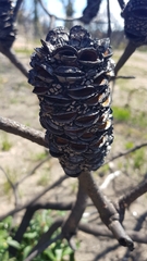 Banksia paludosa