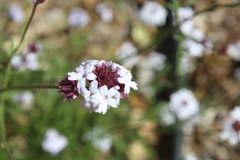 Glandularia lilacina