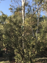 Barnardius zonarius zonarius