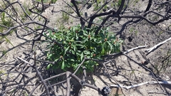 Banksia paludosa