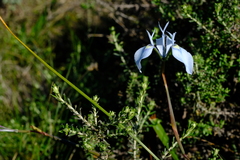 Moraea tripetala tripetala