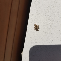 Philaeus chrysops