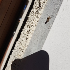 Philaeus chrysops