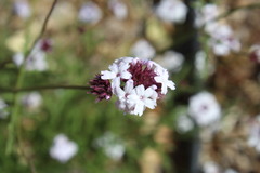 Glandularia lilacina