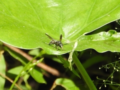 Anterhynchium flavomarginatum
