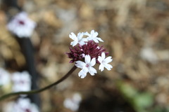 Glandularia lilacina