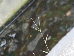 Digitaria radicosa