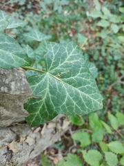 Hedera helix