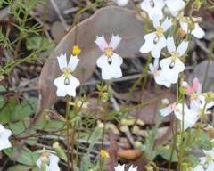 Stylidium androsaceum