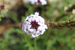 Glandularia lilacina
