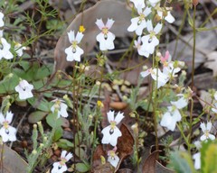 Stylidium androsaceum