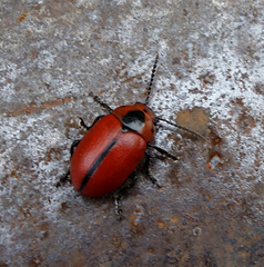 Entomoscelis suturalis