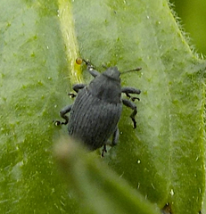 Ceutorhynchini