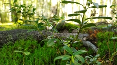 Vaccinium vitis-idaea