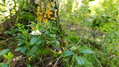 Vaccinium vitis-idaea