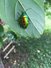 Calliphara excellens