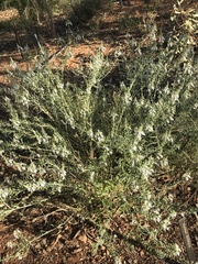 Teucrium racemosum