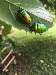 Calliphara excellens