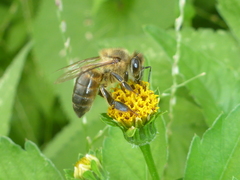 Apis mellifera