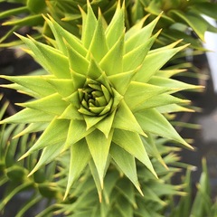 Araucaria
