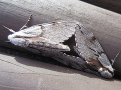 Sphinx morio arestus