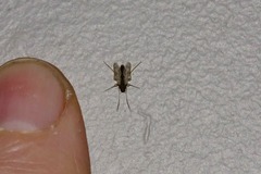 Polypedilum nubiferum