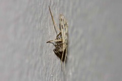 Polypedilum nubiferum