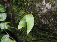 Pyrrosia adnascens