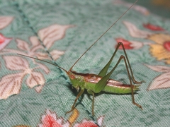 Conocephalus obtectus
