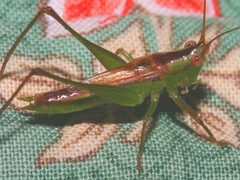 Conocephalus obtectus