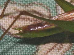 Conocephalus obtectus