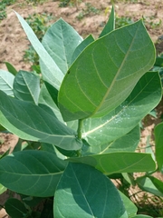 Calotropis procera image